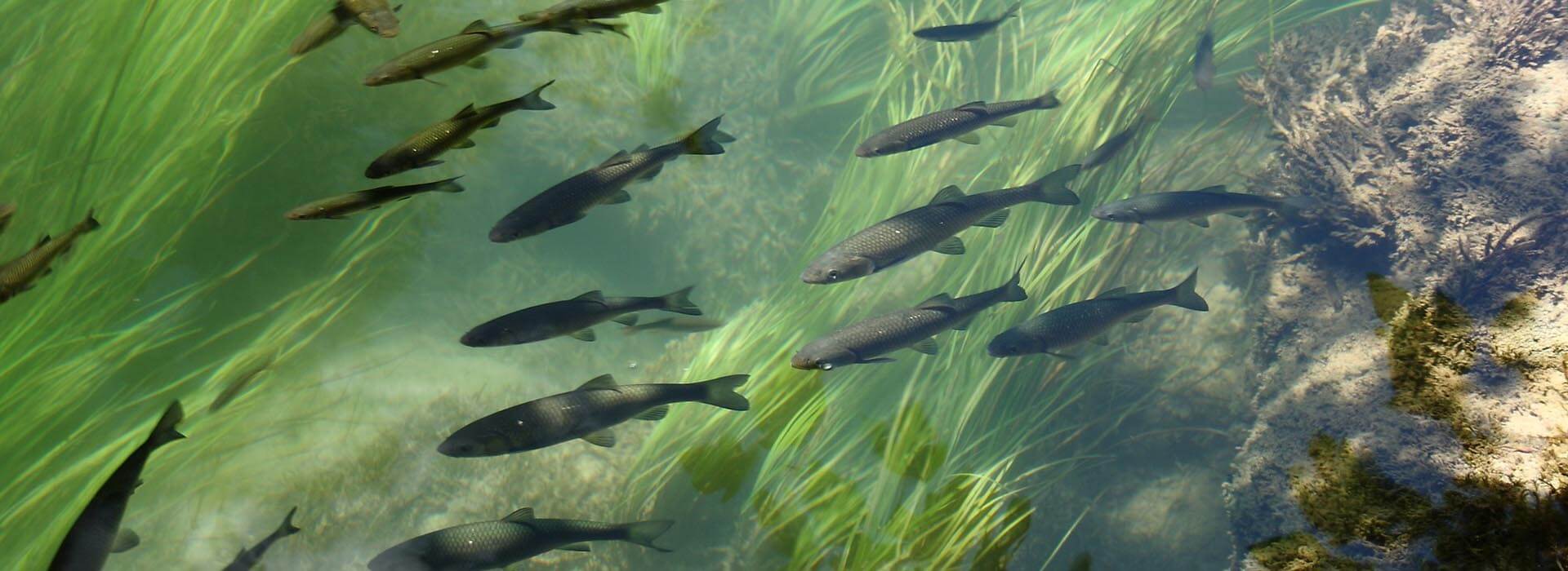 barnsfold_waters_fly_fishing_trout_lancashire_slider_2